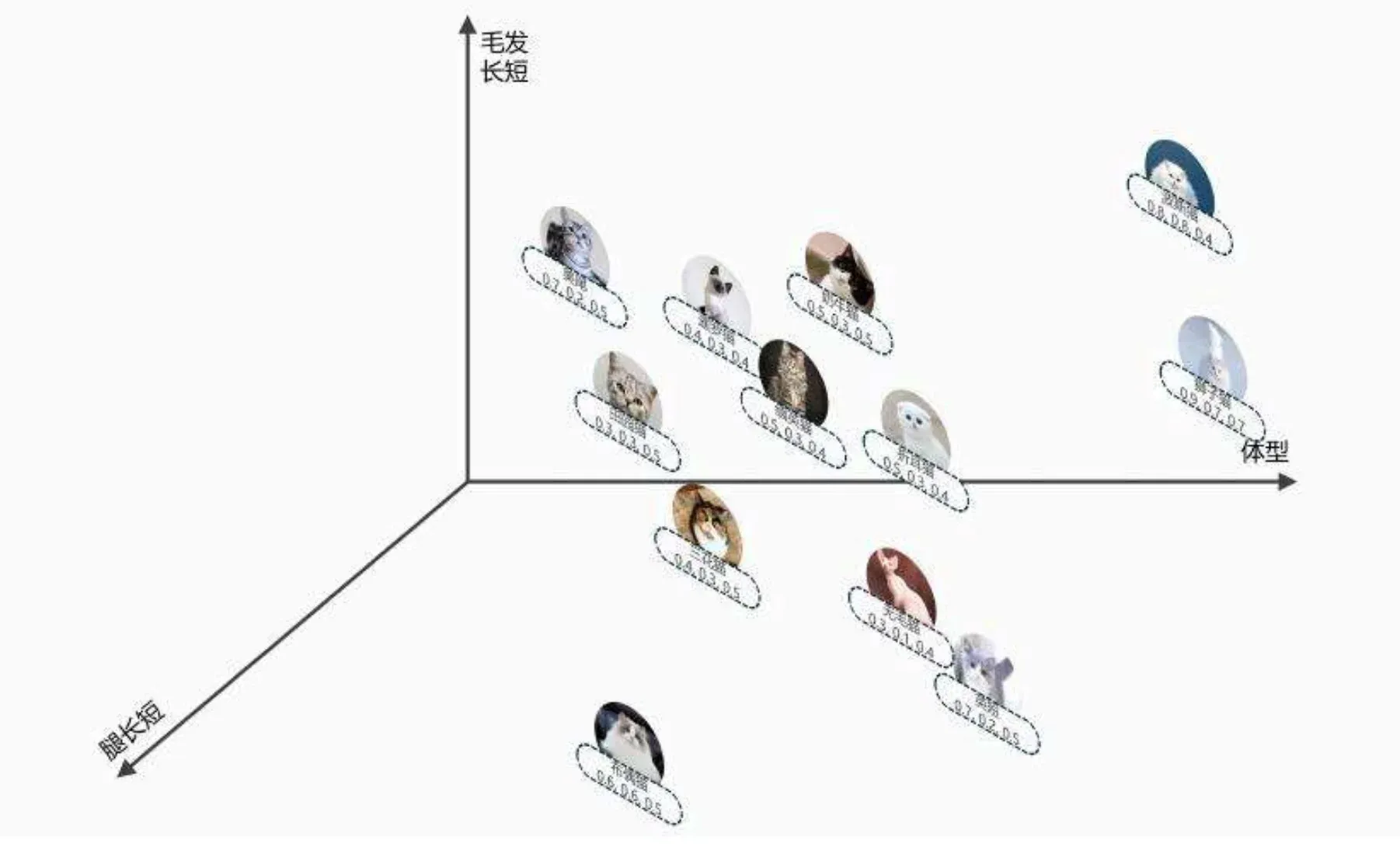 三维空间中的猫品种