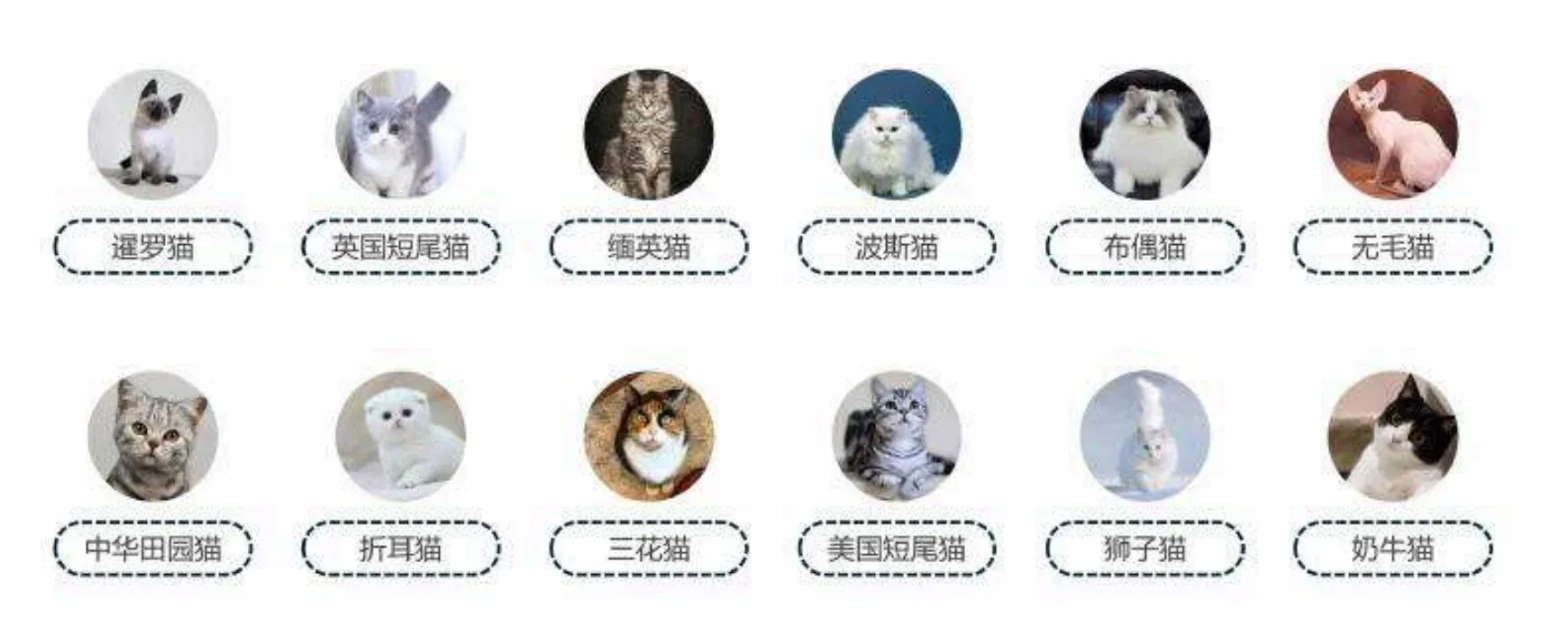 各种品种的猫
