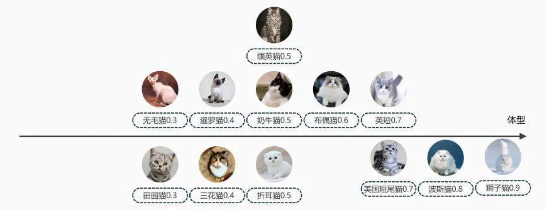 用体型轴区分猫品种